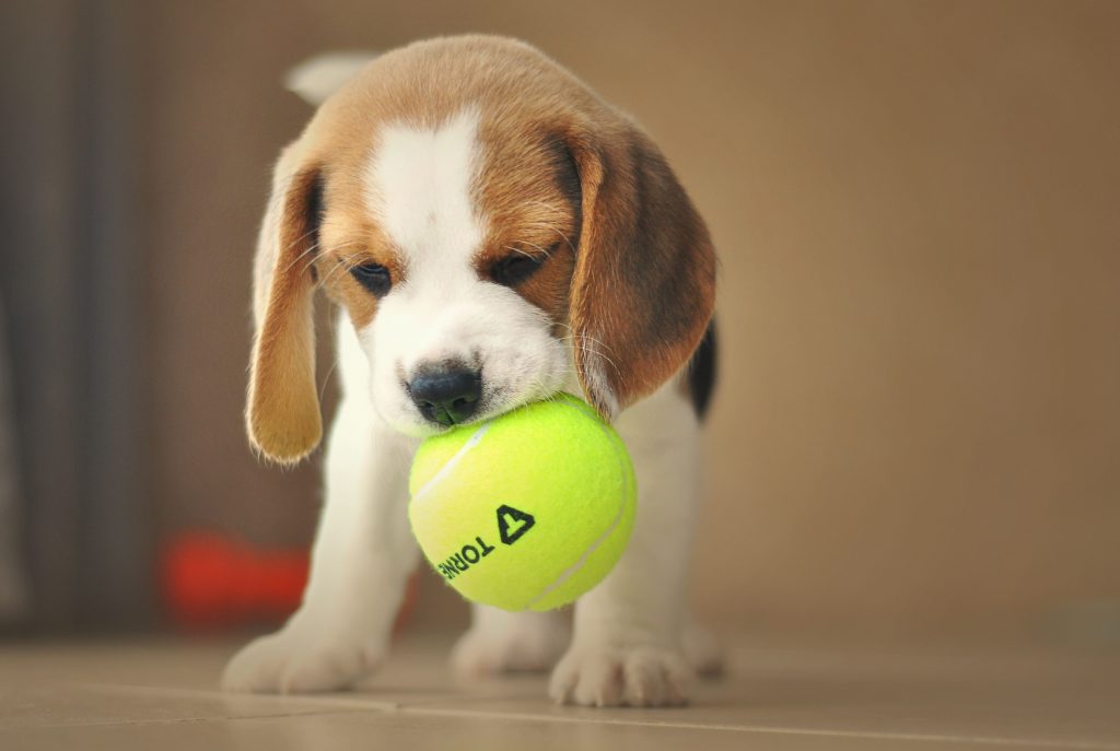 Image of a beagle puppy holding a ball.
